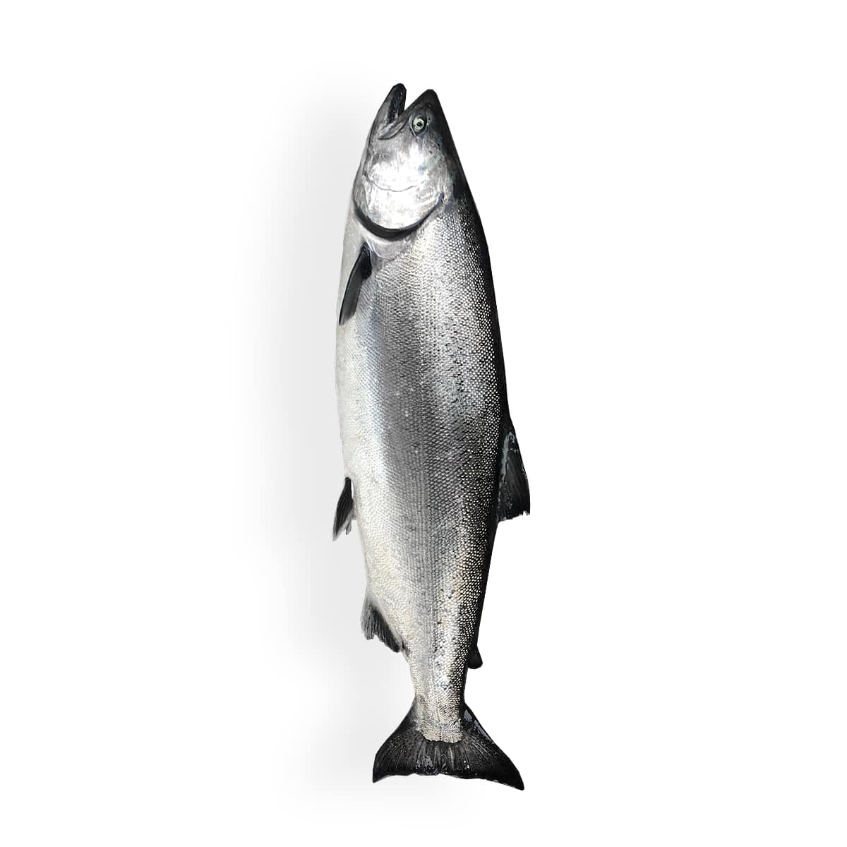 Wild Alaska Salmon